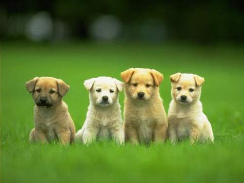 cute puppies wallpaper. 4-cute-puppies-wallpaper-